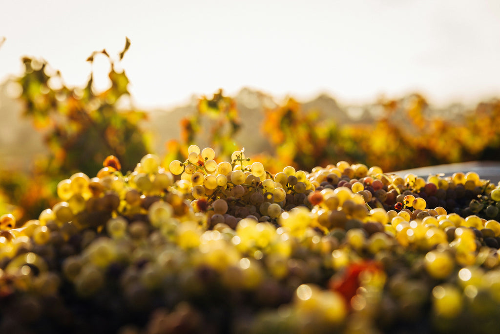 Pinot Grigio – Frisk hvidvin fra Italien